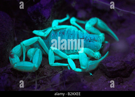 A Giant Desert Hairy Scorpion at night under UV light. Stock Photo