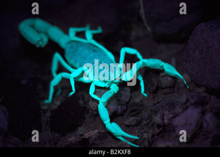 A Giant Desert Hairy Scorpion at night under UV light. Stock Photo