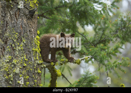 Chocolate Baby Bear in Tree Stock Photo