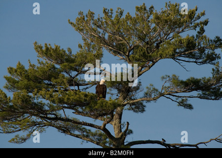 Bald eagle in white pine Stock Photo