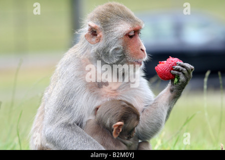 Female Rhesus Monkey with her young eating stawrberry Stock Photo