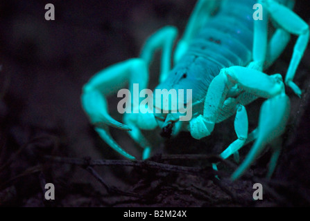 A Giant Desert Hairy Scorpion at night under UV light (a closer view of the front of his mouth) Stock Photo