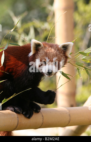 Red panda eating bamboo Stock Photo