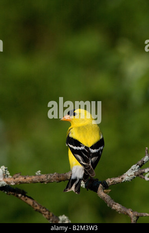 American goldfinch male Stock Photo