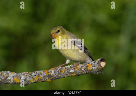 Female American goldfinch Stock Photo