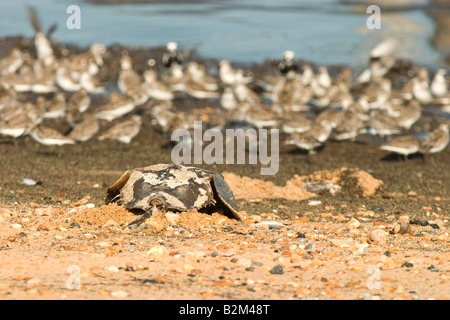 A horseshoe crab makes its way back out into the bay after laying eggs on the beach Stock Photo