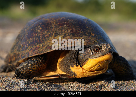 Female Blanding's Turtle in Ontario, Canada Stock Photo