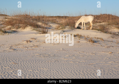 ALBINO HORSE IN THE MORNING LIGHT ON THE BEACH ON CUMBERLAND ISLAND GEORGIA USA Stock Photo