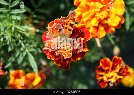 Butterfly Nymphalis polychlorus over targetes flower Stock Photo