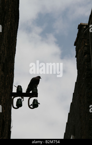 one pigeon on building wall in city town with dark sky Stock Photo