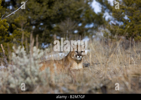 A young mountain lion resting in sage grasses. (captive) Stock Photo