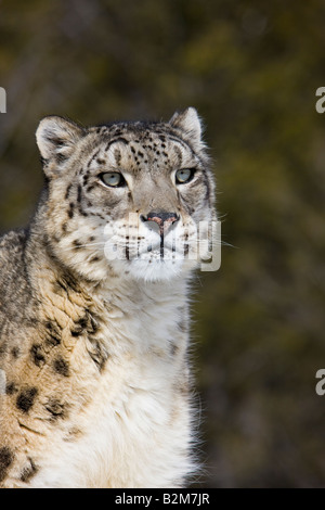 Snow Leopard portrait (captive) Stock Photo