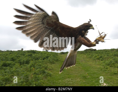 Harris hawk landing with talons out Stock Photo