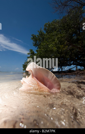 Conch shell on a Florida Keys beach Stock Photo