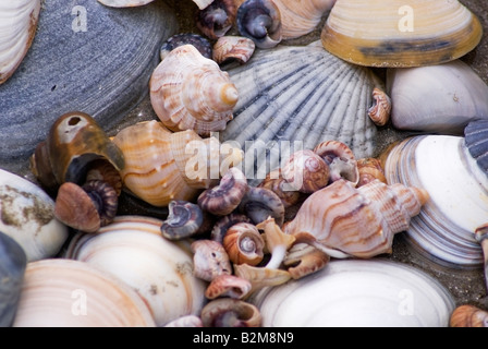 A collection of shells on a New Zealand Beach. 03 November 2007 Stock Photo
