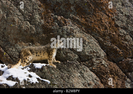 Snow Leopard standing on a rocky ledge. (captive) Stock Photo