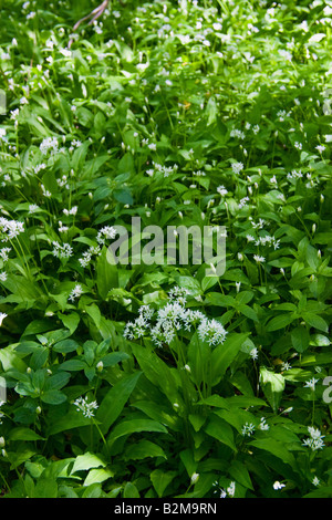 Wild garlic Allium ursinum growing in the woods Stock Photo