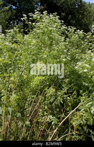 Hemlock Conium maculatum Stock Photo