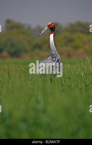 Indian sarus crane feeding in field Stock Photo