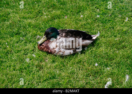 Male Mallard duck sitting on the grass Stock Photo