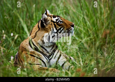 Close up of the head of a wild Bengal tiger sitting in green grass Stock Photo