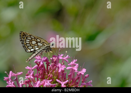 Large chequered skipper (Heteropterus morpheus) Stock Photo