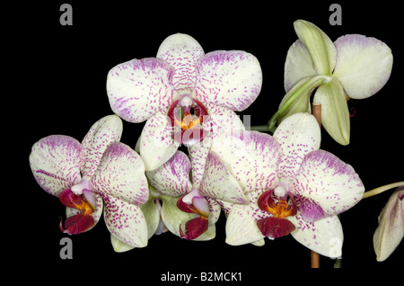 Strikingly coloured flowers of a Phalaenopsis hybrid (Moth Orchid)