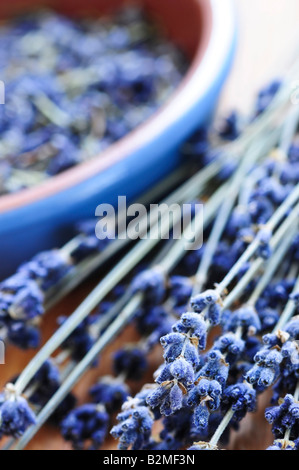 Bunch of dried lavender herb and lavender flowers in a bowl Stock Photo