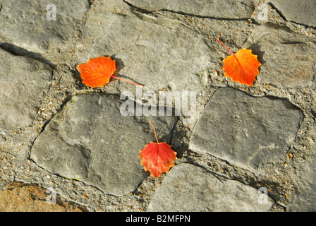 Background of old cobblestone pavement with autumn leaves Stock Photo