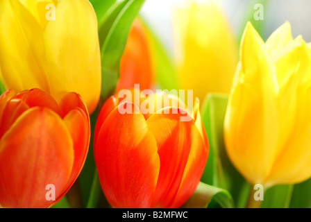 Close up on fresh tulips bouquet in warm sunlight Stock Photo