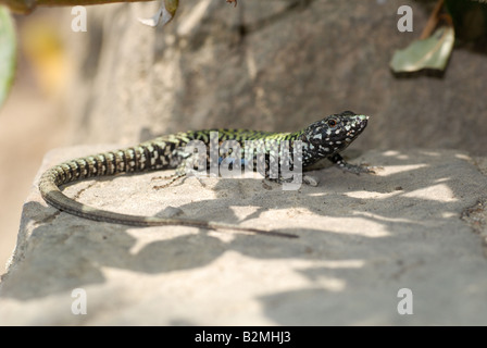 Italian Wall Lizard (Podarcis sicula) Stock Photo