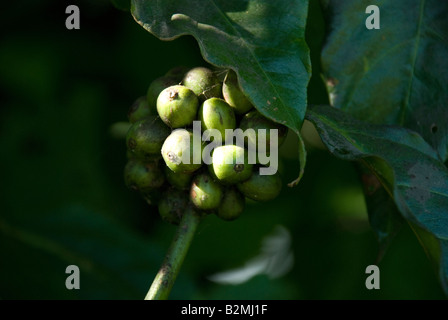 Coffee cherries cherry beans bali indonesia leaves green Stock Photo