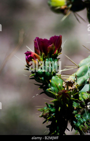 Mexico, Matehuala, Red flower of Cactus Cholla or Prickly Pear of the family Opuntia