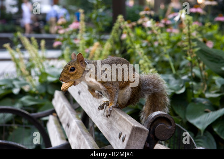 Grey Squirrel feeding in Manhatten Central Park, New York Stock Photo