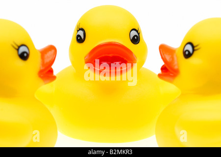 small yellow plastic ducks isolated on a white background Stock Photo