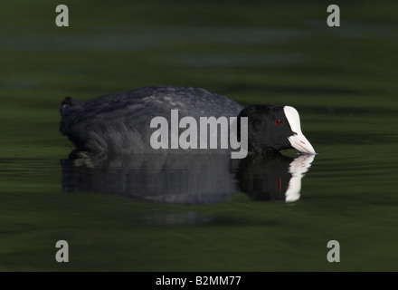 Eurasian Coot Black Coot Fulica atra Rails Bird Stock Photo