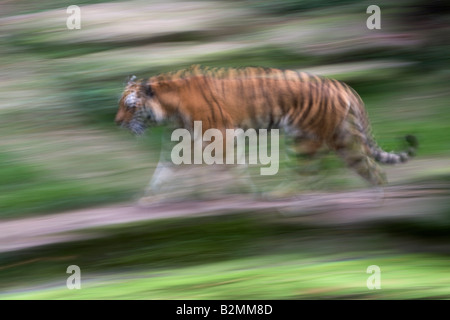 Amur Tiger Panthera tigris altaica Sibirian Tiger Stock Photo