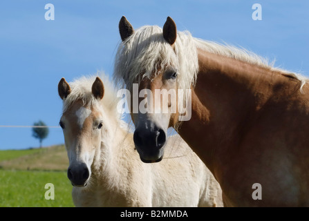 Haflingerhorse Haflingerpferd funny haflinger horse portrait Stock Photo