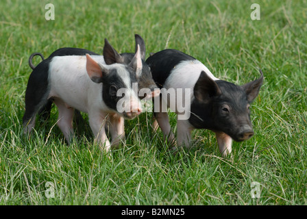 Swabian Pig Domestic pigs Schwaebisch Haellisches Landschwein German Breed piglets young Stock Photo