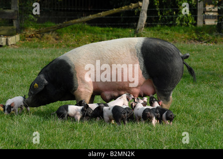 Domestic pigs Mother Cubs Schwaebisch Haellisches Landschwein Swabian Pig German Breed Stock Photo