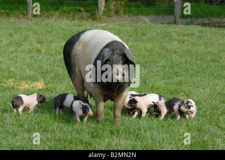 Domestic pigs Mother Cubs Schwaebisch Haellisches Landschwein Swabian Pig German Breed Stock Photo