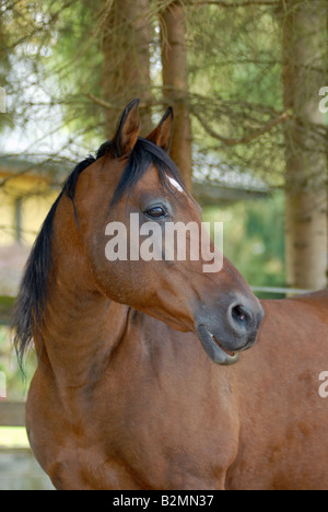 Shagya Araberian breeding stud horse Portrait Stock Photo
