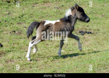 Shetlandpony Shetland Pony Foal Horse Breed Stock Photo