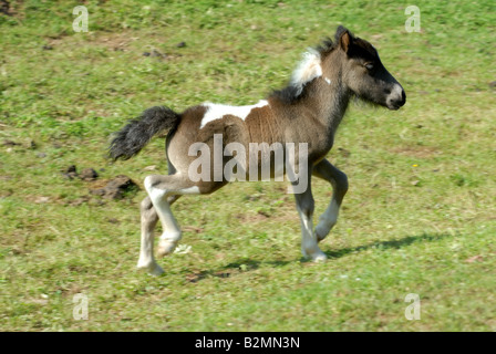 Shetlandpony Shetland Pony Foal Horse Breed Stock Photo