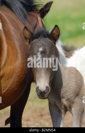 Shetlandpony Shetland Pony Mother Foal Horse Breed Stock Photo