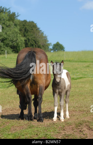 Shetlandpony Shetland Pony Mother Foal Horse Breed Stock Photo