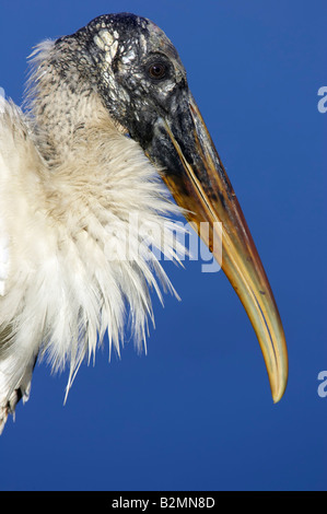 Wood Stork Mycteria americana Portrait Stock Photo