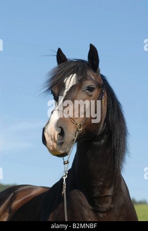 Welsh Pony Riding Pony Trakehner Mix Portrait Stock Photo