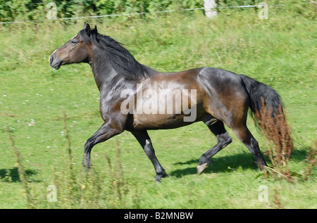 Welsh Pony Riding Pony Trakehner Mix Stock Photo