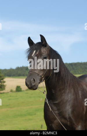 Welsh Pony Riding Pony Trakehner Mix Portrait Stock Photo
